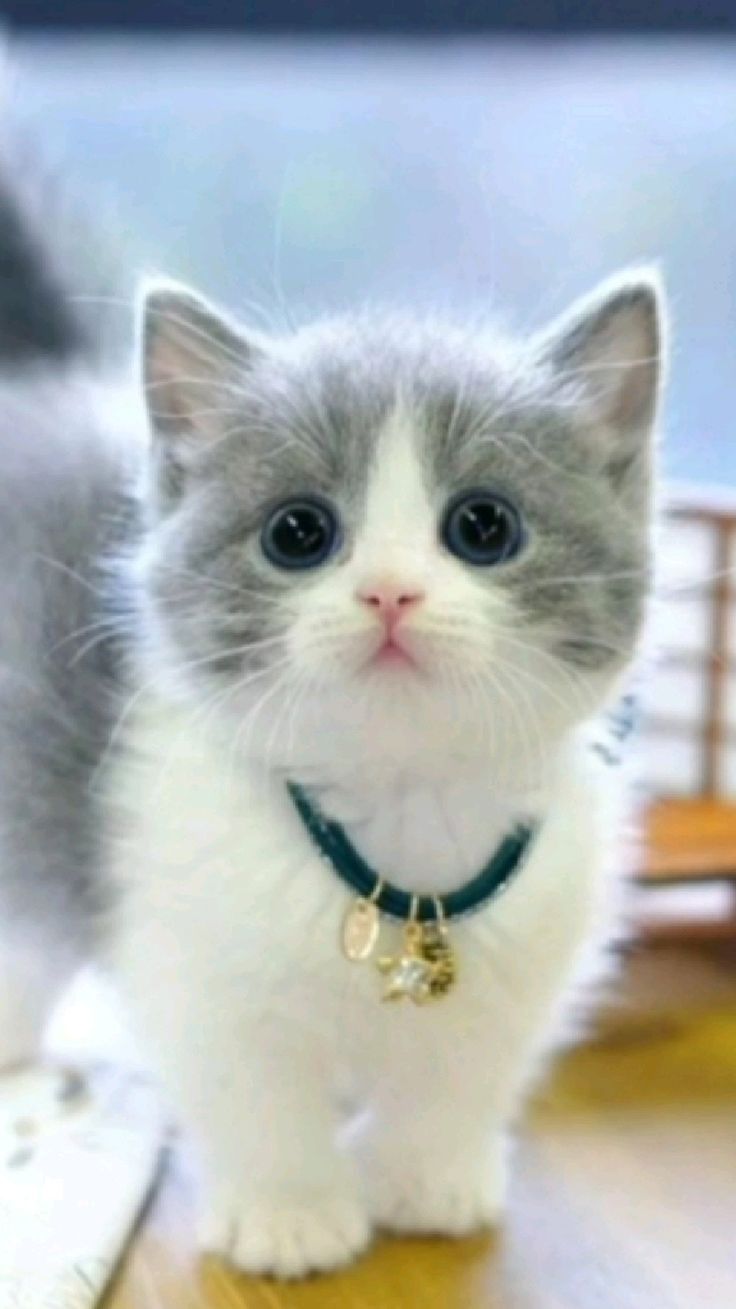 Explore our fun cat gallery featuring adorable Kittykat photos. Discover the charm of cats today!