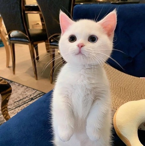 Explore our fun cat gallery featuring adorable Kittykat photos. Discover the charm of cats today!